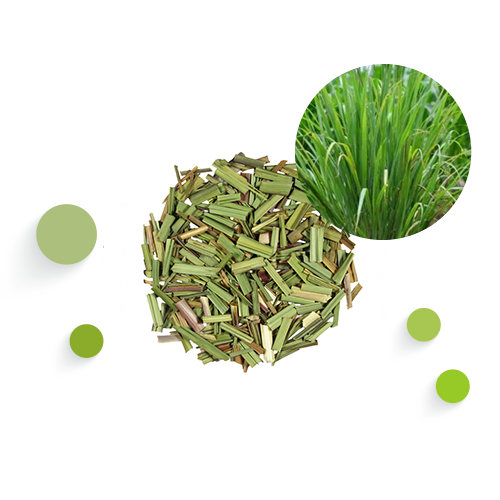 CYMBOPOGON